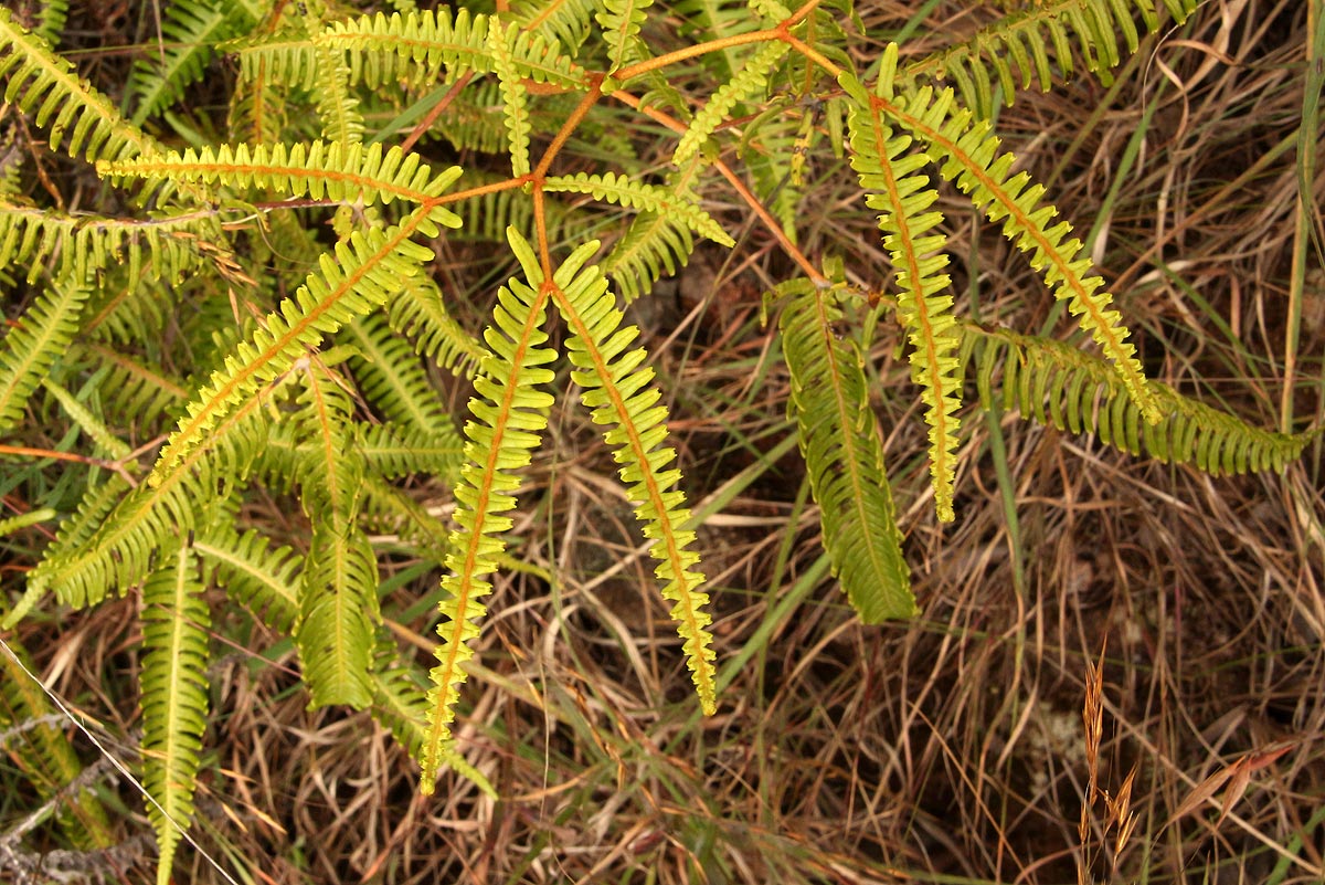Dicranopteris linearis Dicranopteris linearis