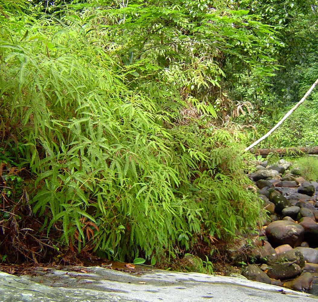 Dicranopteris linearis Dicranopteris linearis