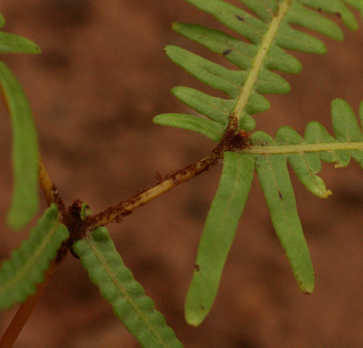 Dicranopteris linearis Dicranopteris linearis
