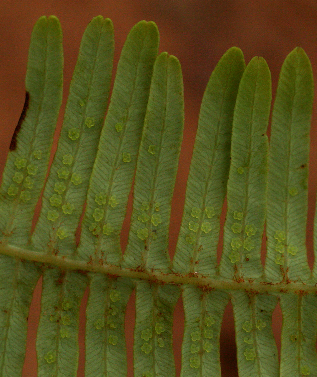 Dicranopteris linearis Dicranopteris linearis