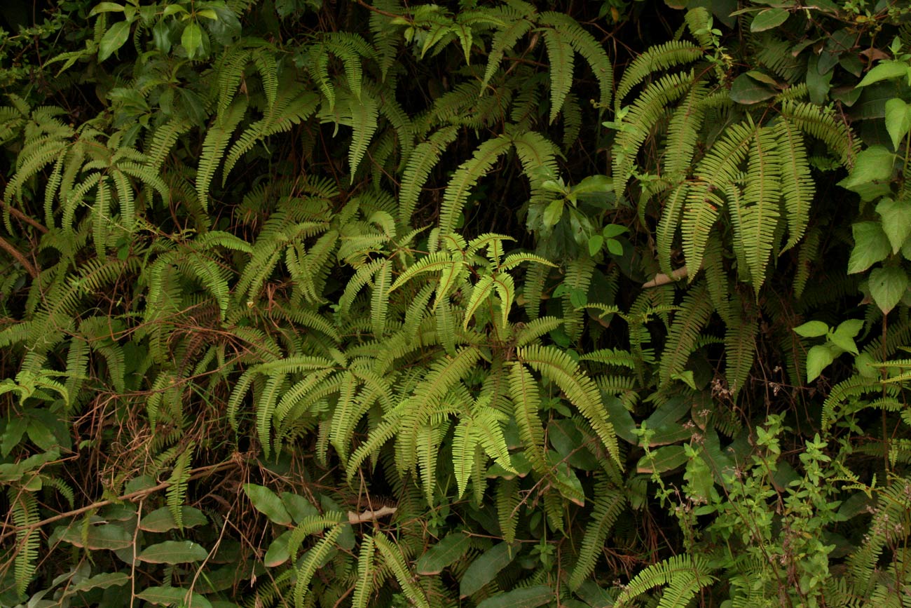 Dicranopteris linearis Dicranopteris linearis