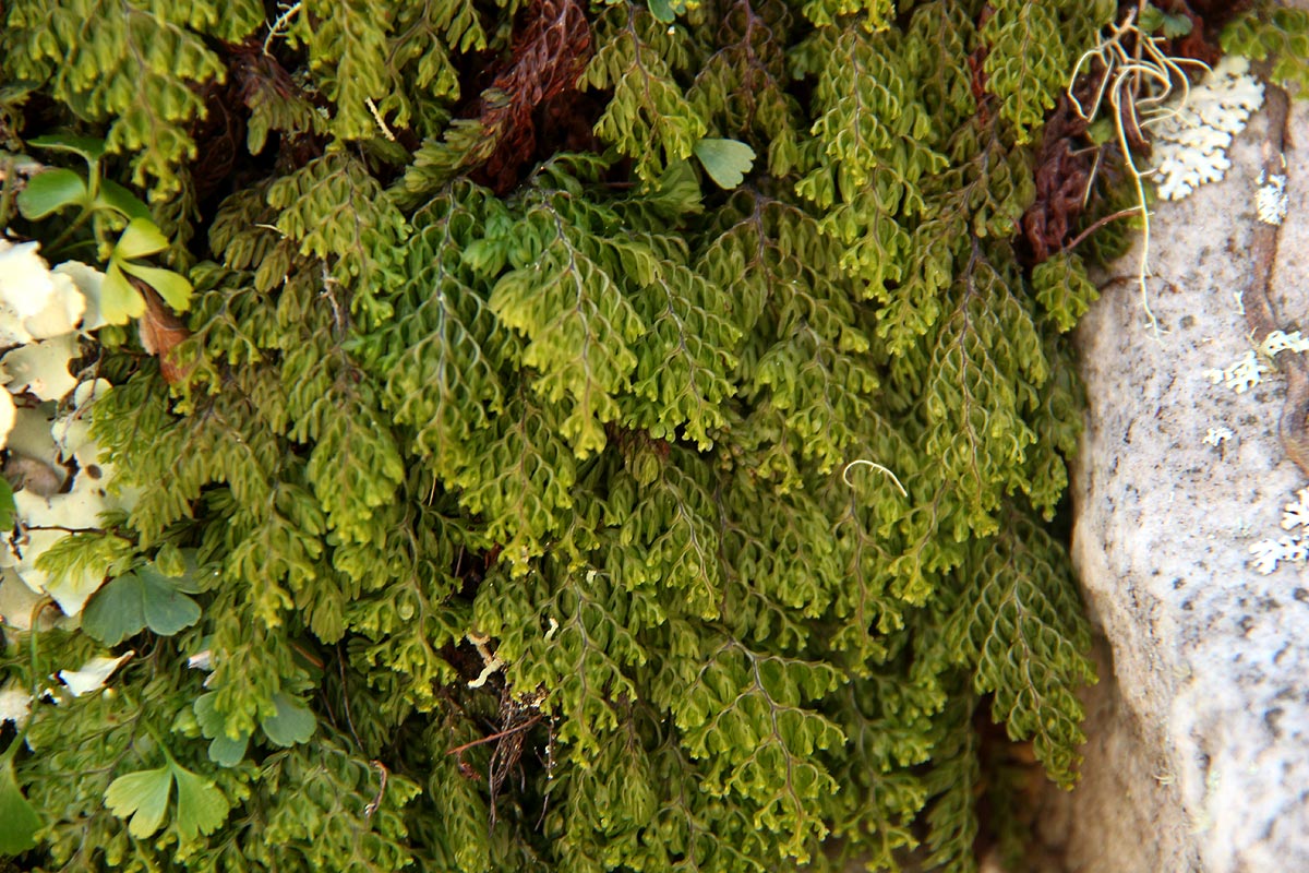 Hymenophyllum kuhnii Hymenophyllum kuhnii