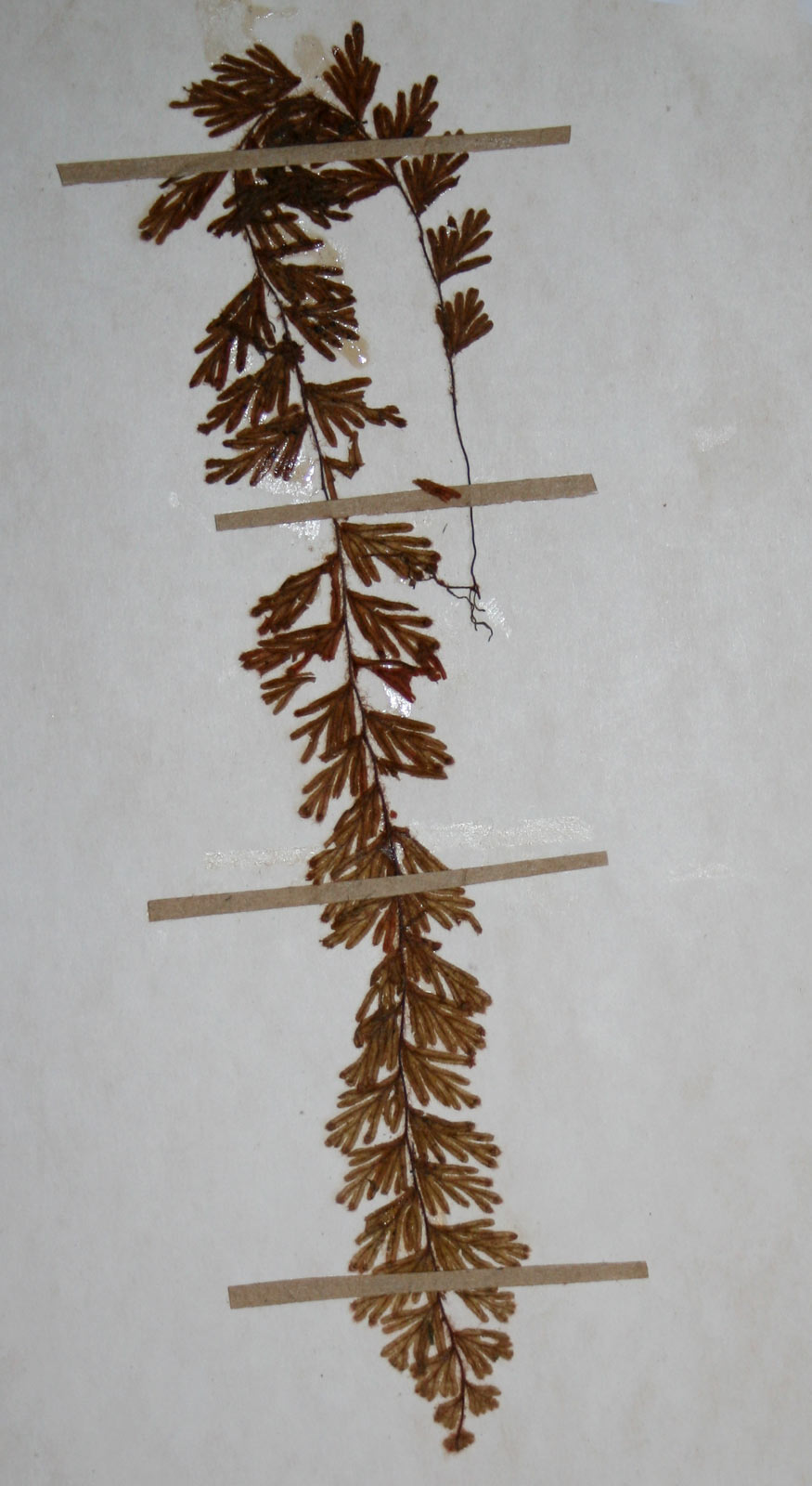 Hymenophyllum capillare Hymenophyllum capillare