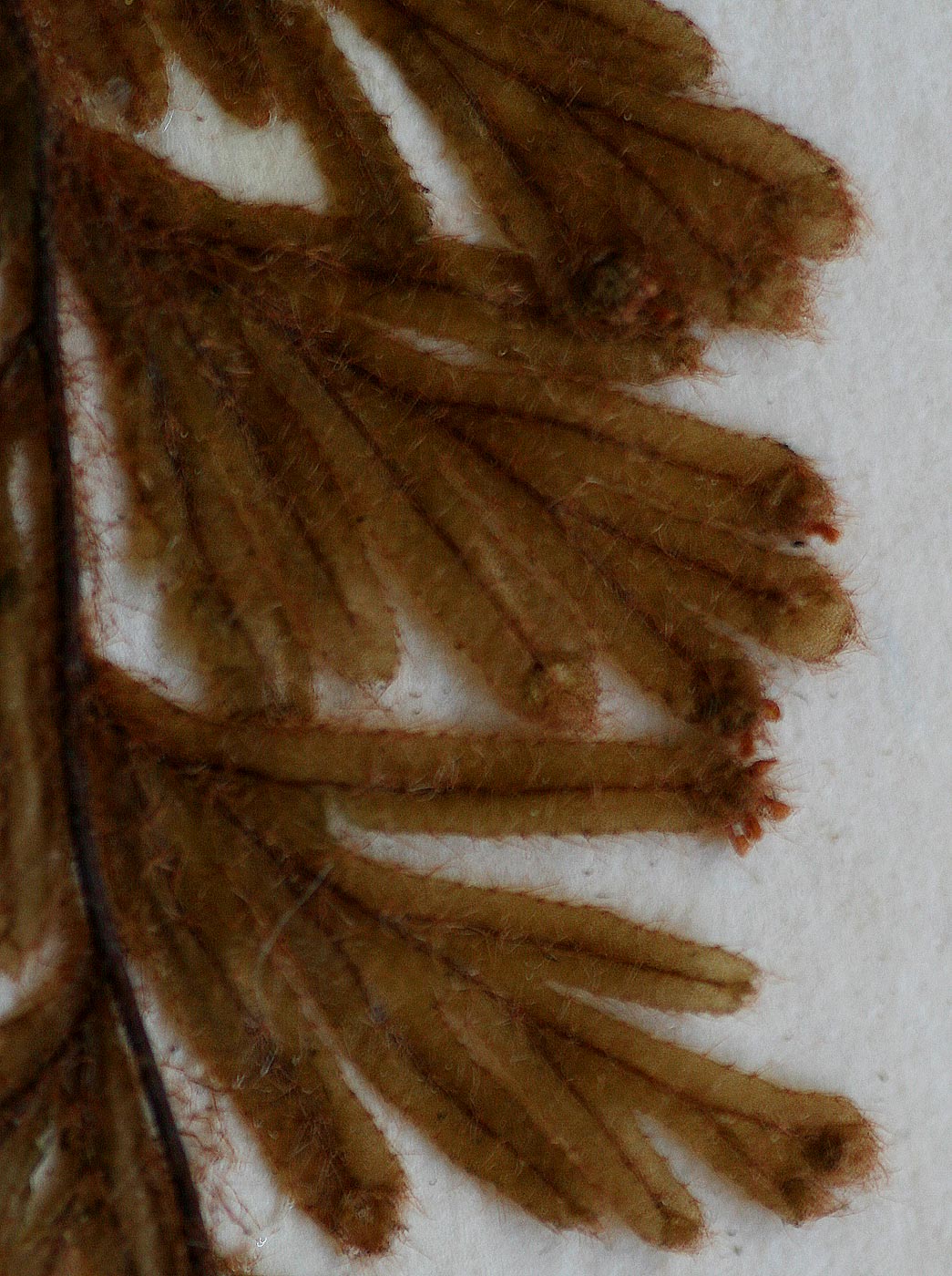 Hymenophyllum capillare Hymenophyllum capillare