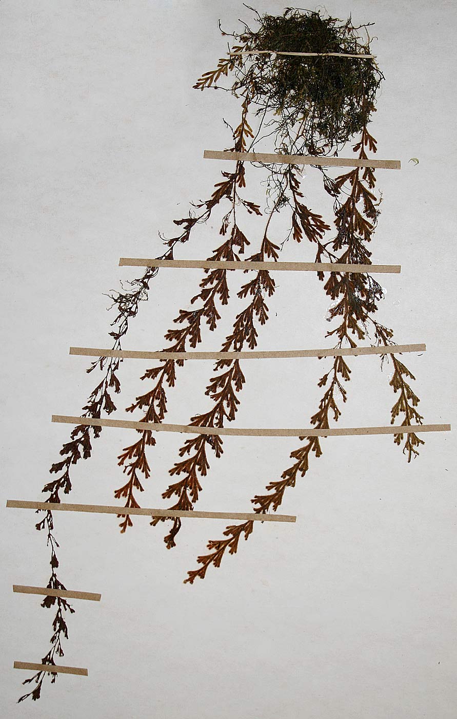 Hymenophyllum hirsutum Hymenophyllum hirsutum