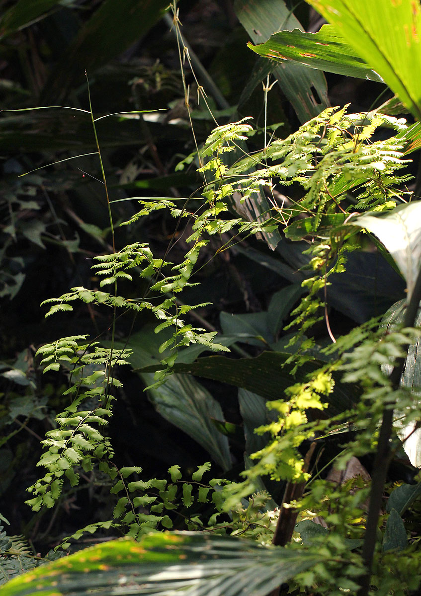 Lygodium microphyllum Lygodium microphyllum