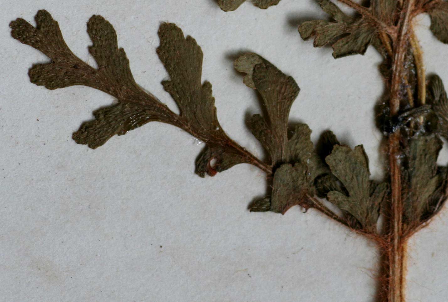 Anemia angolensis Anemia angolensis