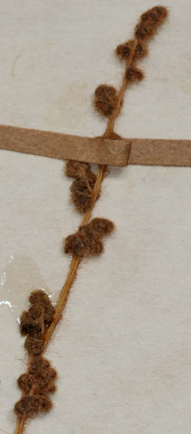 Anemia angolensis Anemia angolensis