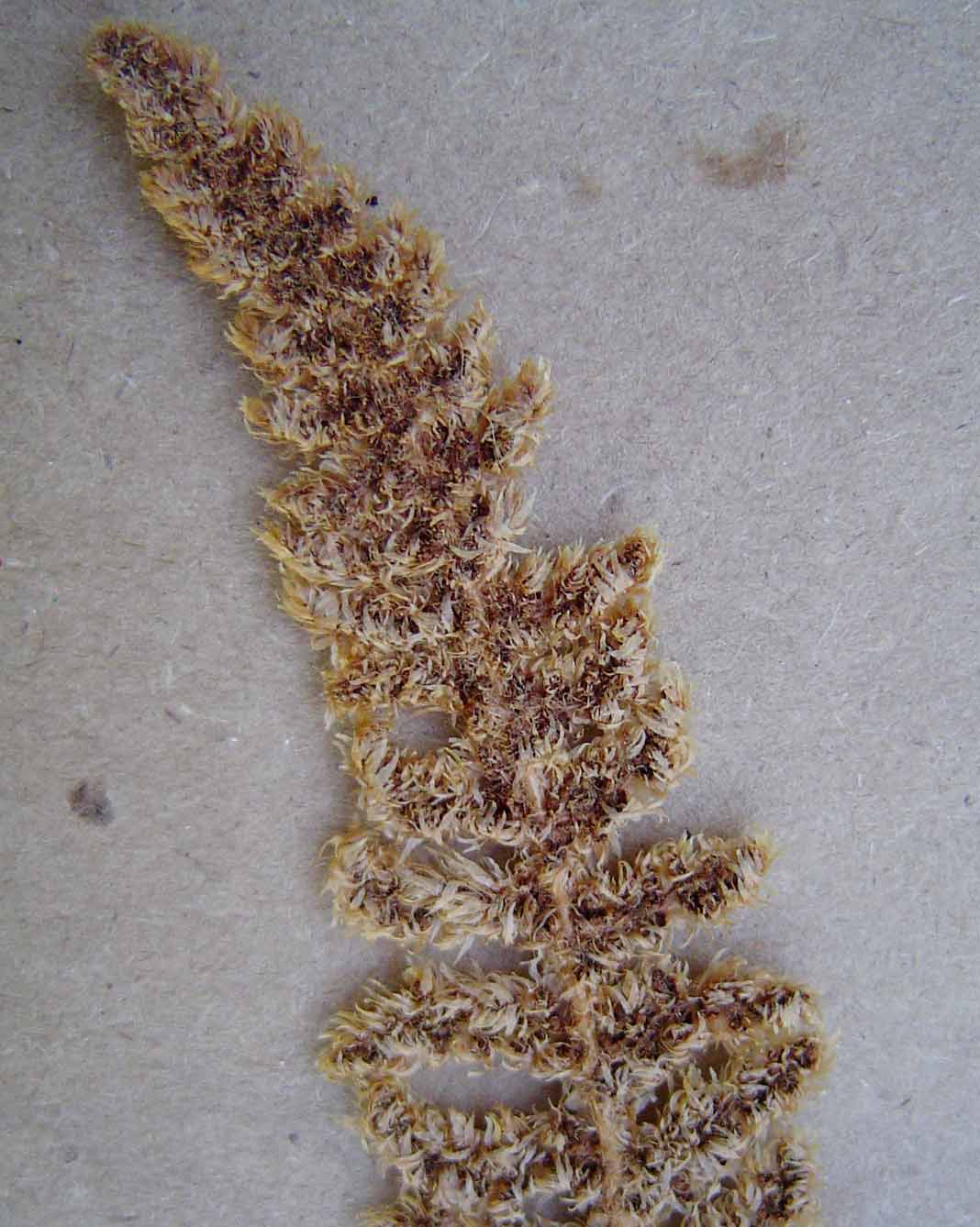 Mohria lepigera Mohria lepigera