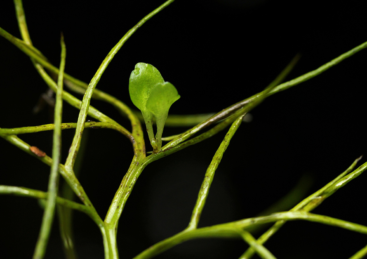 Ceratopteris thalictroides