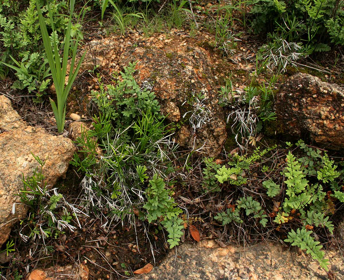 Actiniopteris dimorpha subsp. dimorpha Actiniopteris dimorpha subsp. dimorpha