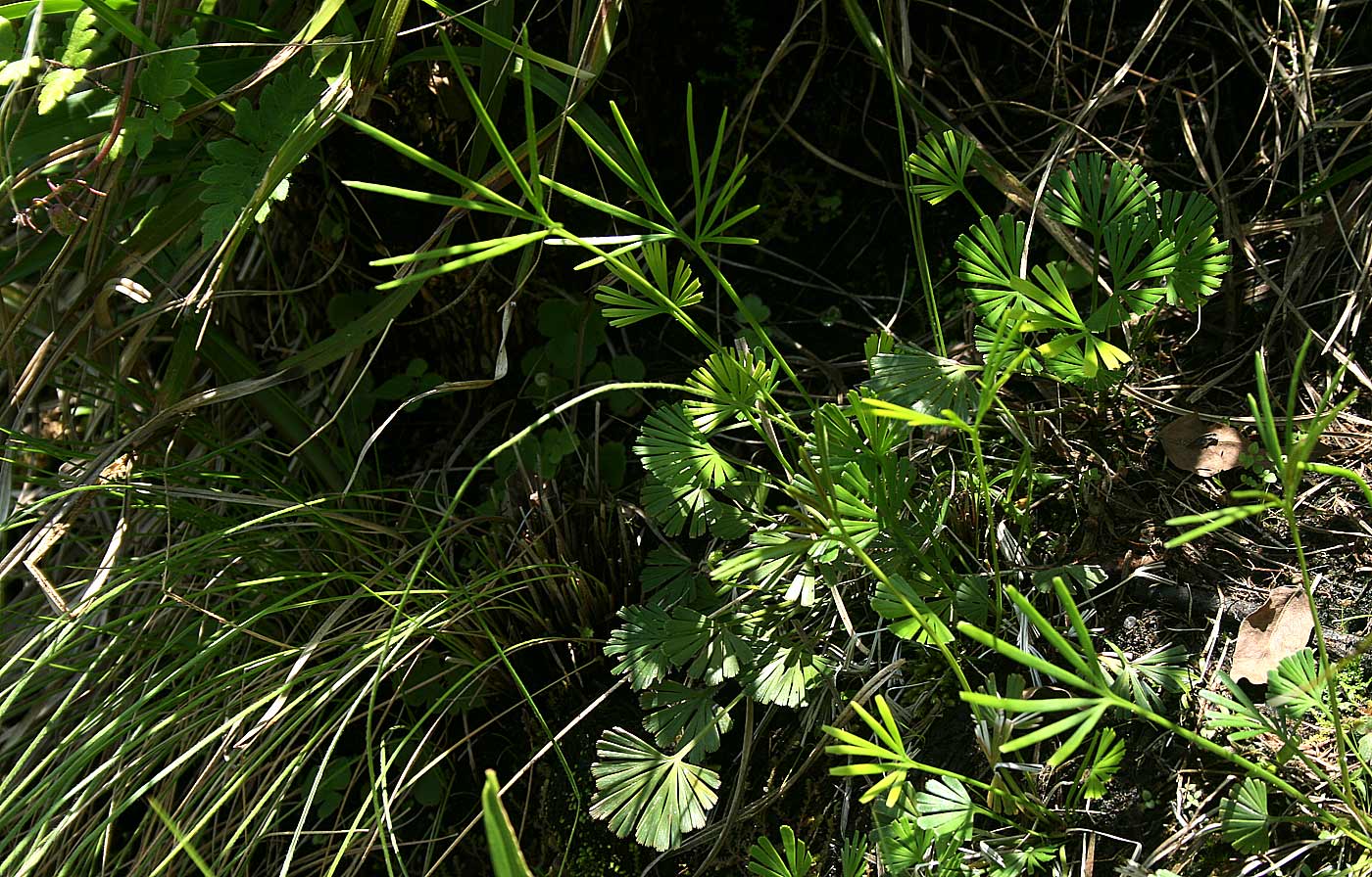 Actiniopteris dimorpha subsp. dimorpha Actiniopteris dimorpha subsp. dimorpha