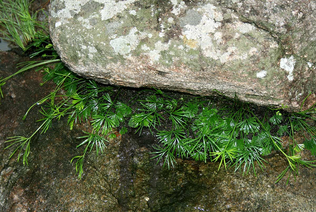 Actiniopteris dimorpha subsp. dimorpha Actiniopteris dimorpha subsp. dimorpha