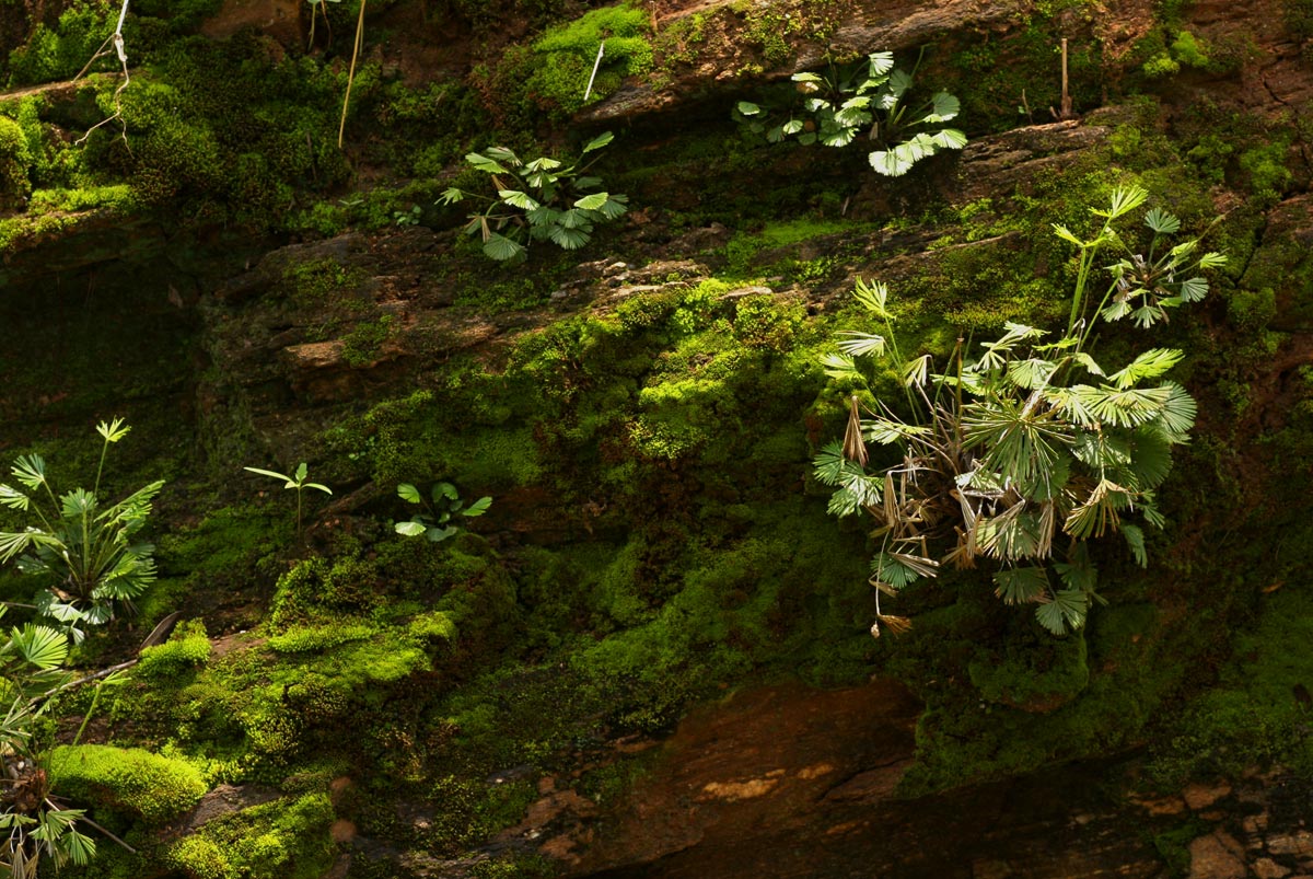 Actiniopteris dimorpha subsp. dimorpha Actiniopteris dimorpha subsp. dimorpha