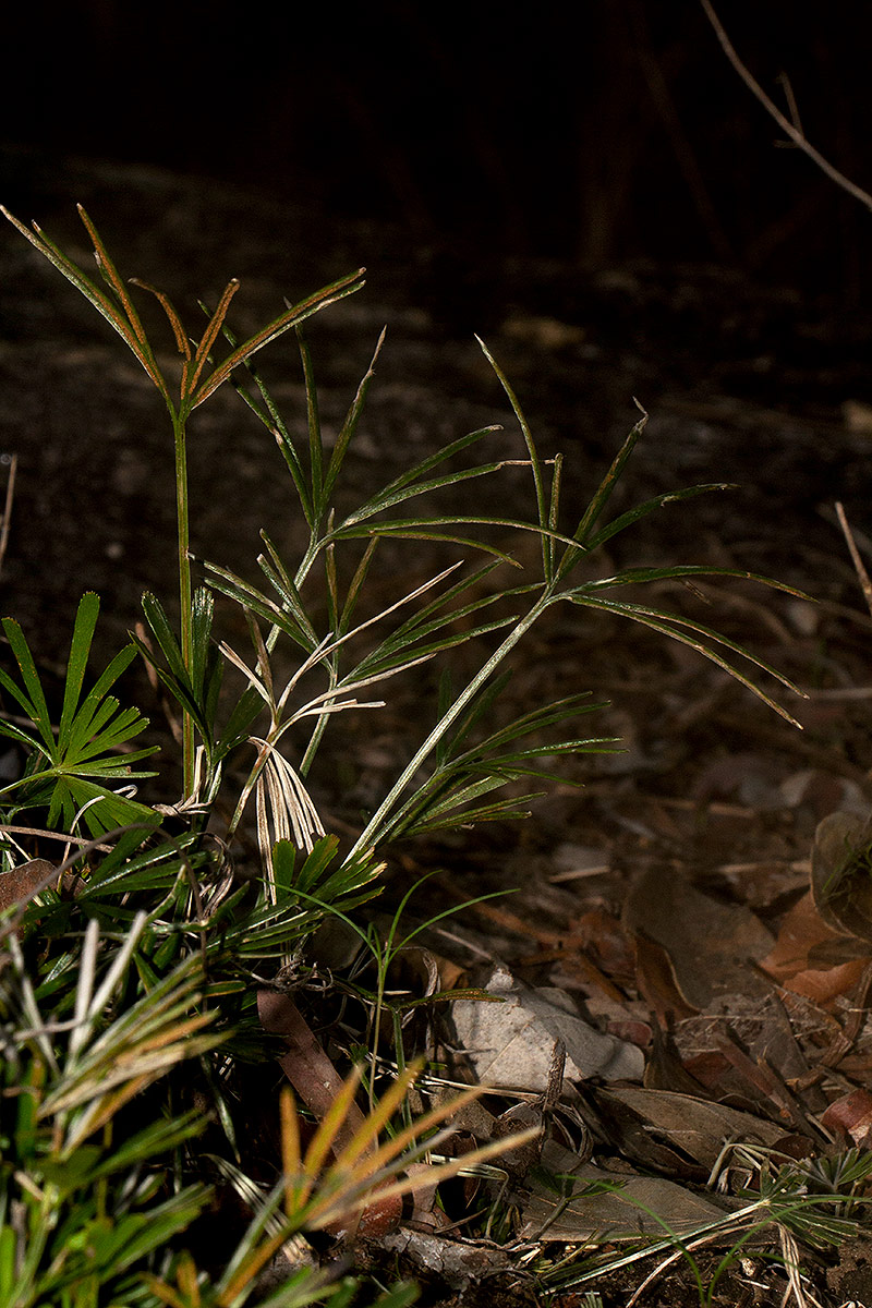 Actiniopteris dimorpha subsp. dimorpha Actiniopteris dimorpha subsp. dimorpha
