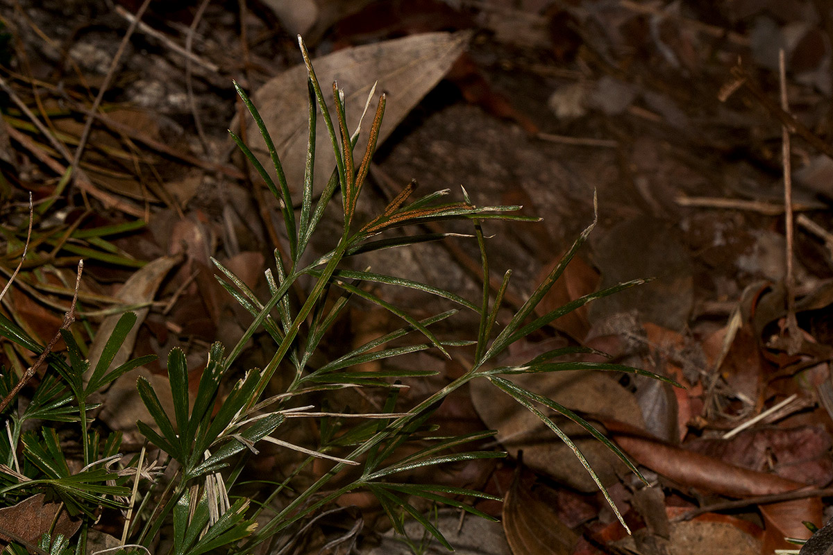 Actiniopteris dimorpha subsp. dimorpha Actiniopteris dimorpha subsp. dimorpha