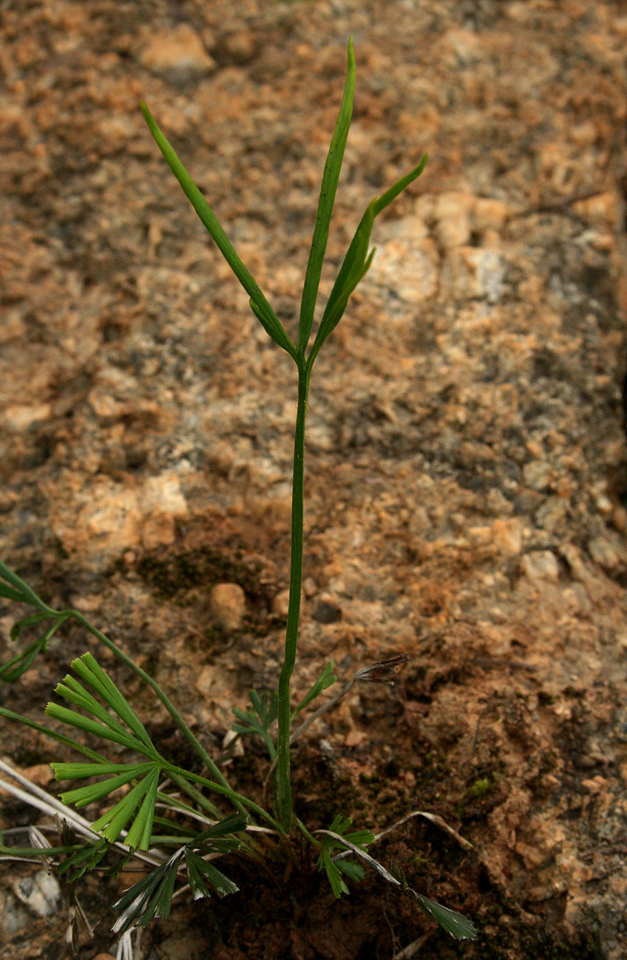 Actiniopteris dimorpha subsp. dimorpha Actiniopteris dimorpha subsp. dimorpha