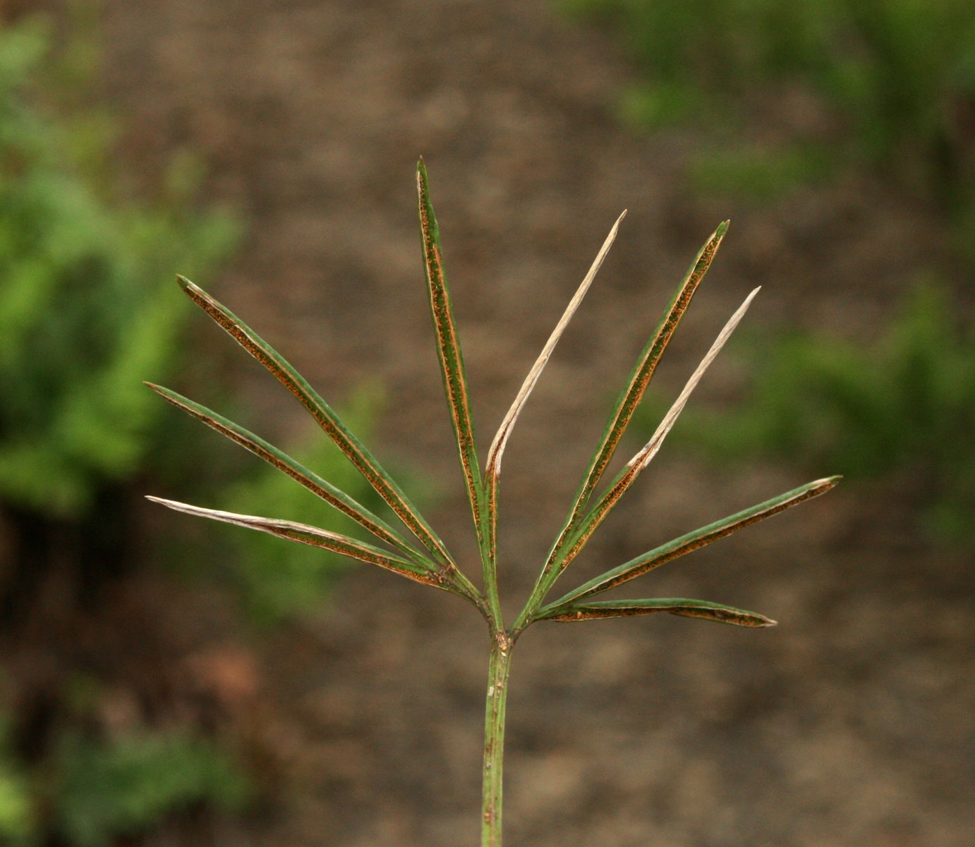 Actiniopteris dimorpha subsp. dimorpha Actiniopteris dimorpha subsp. dimorpha