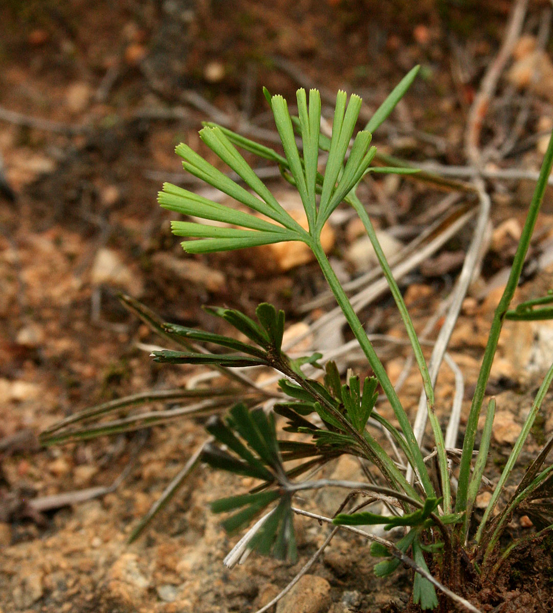 Actiniopteris dimorpha subsp. dimorpha Actiniopteris dimorpha subsp. dimorpha
