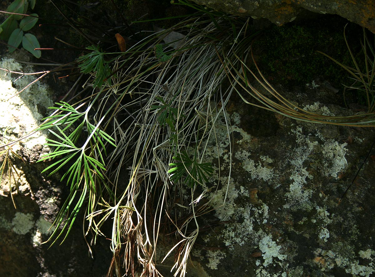 Actiniopteris dimorpha subsp. dimorpha Actiniopteris dimorpha subsp. dimorpha