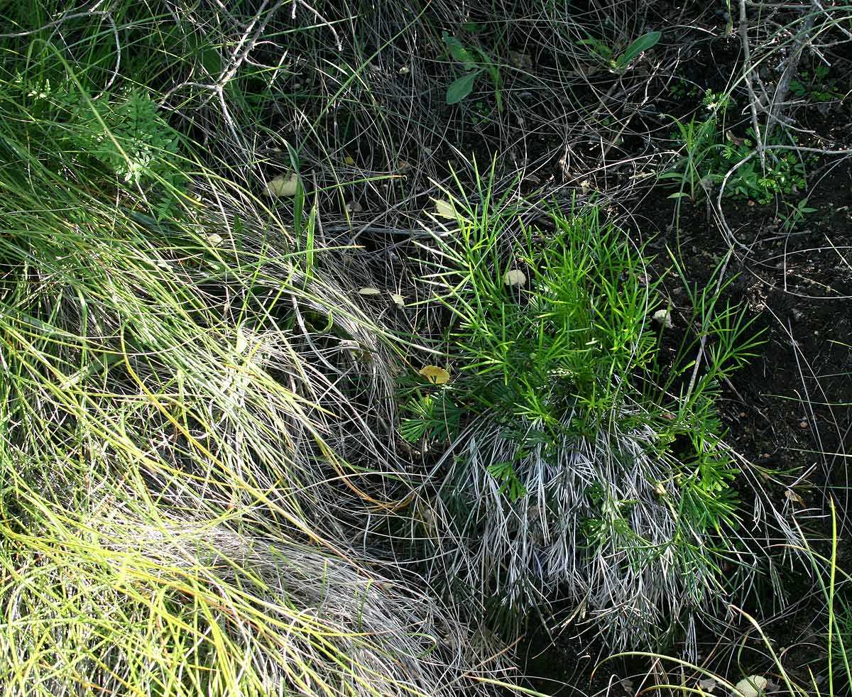 Actiniopteris dimorpha subsp. dimorpha Actiniopteris dimorpha subsp. dimorpha