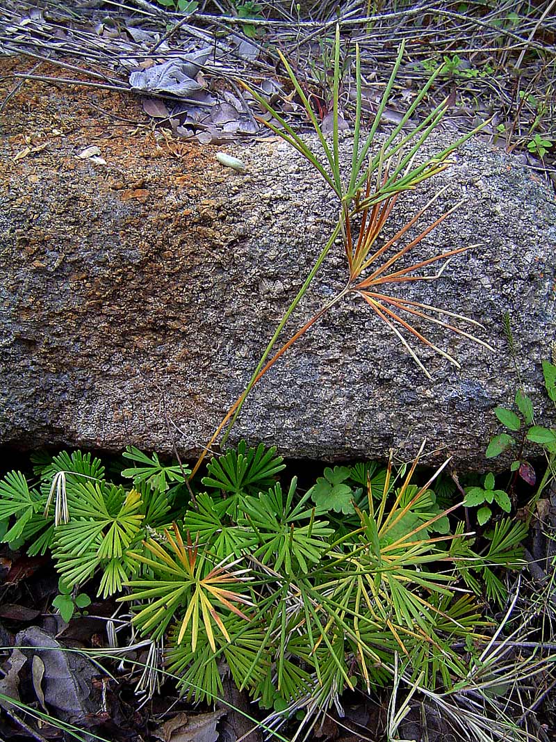 Actiniopteris dimorpha subsp. dimorpha Actiniopteris dimorpha subsp. dimorpha