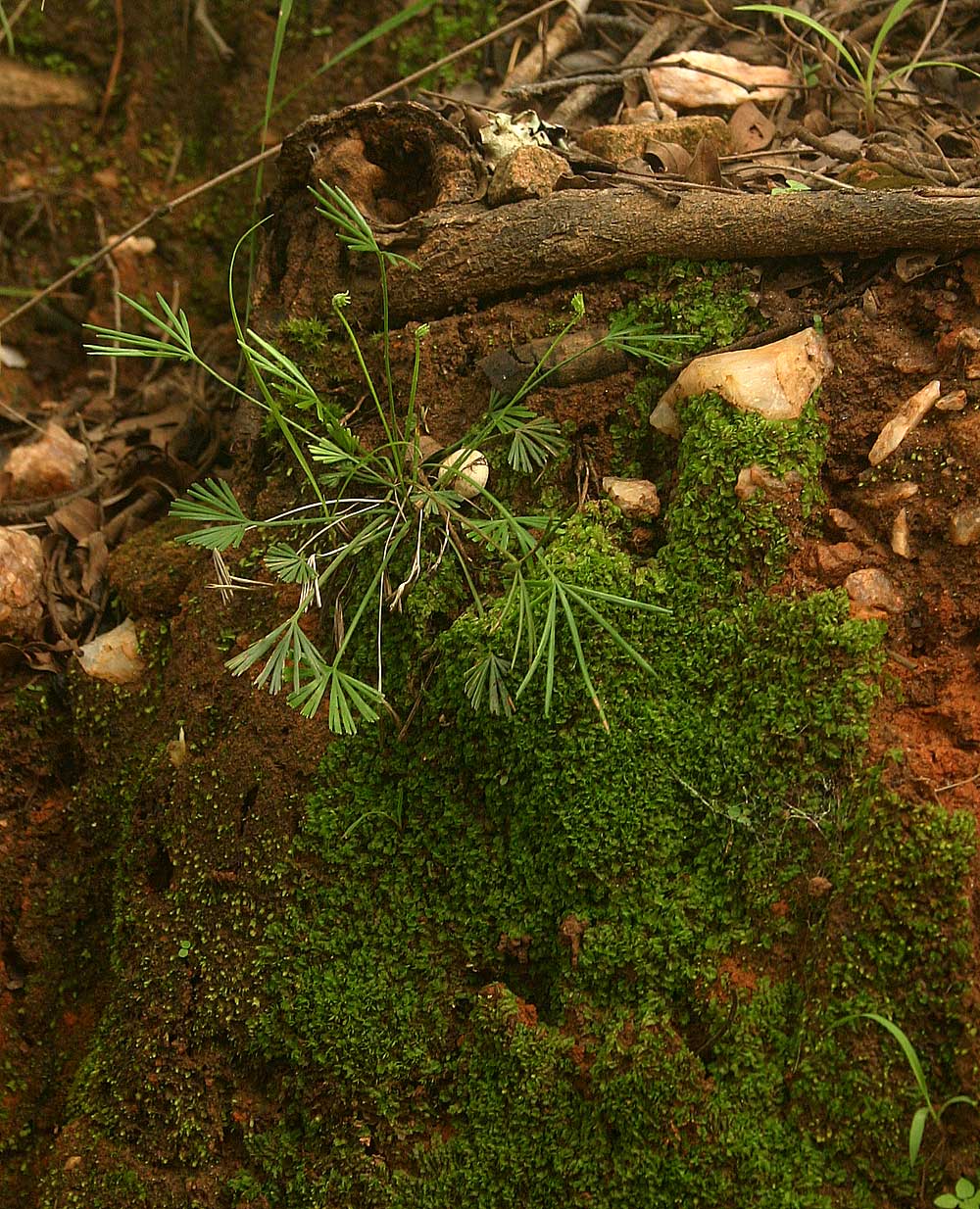 Actiniopteris dimorpha subsp. dimorpha Actiniopteris dimorpha subsp. dimorpha
