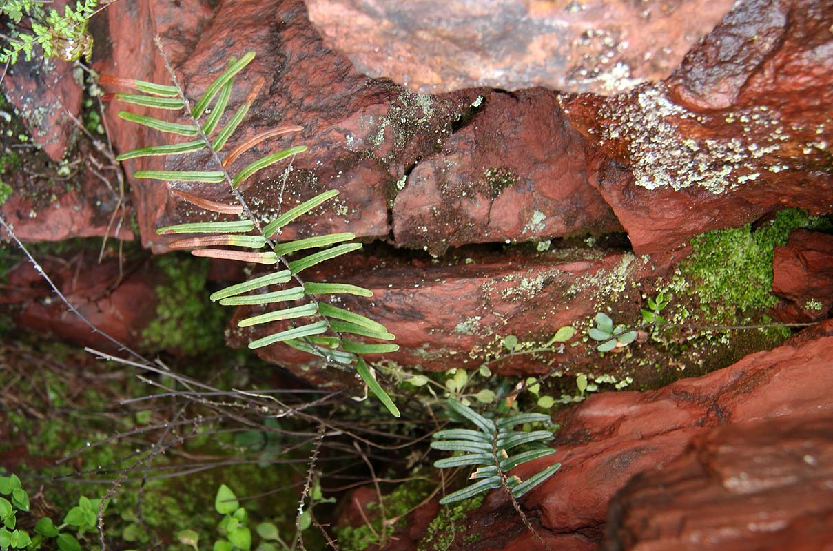 Pellaea pectiniformis Pellaea pectiniformis