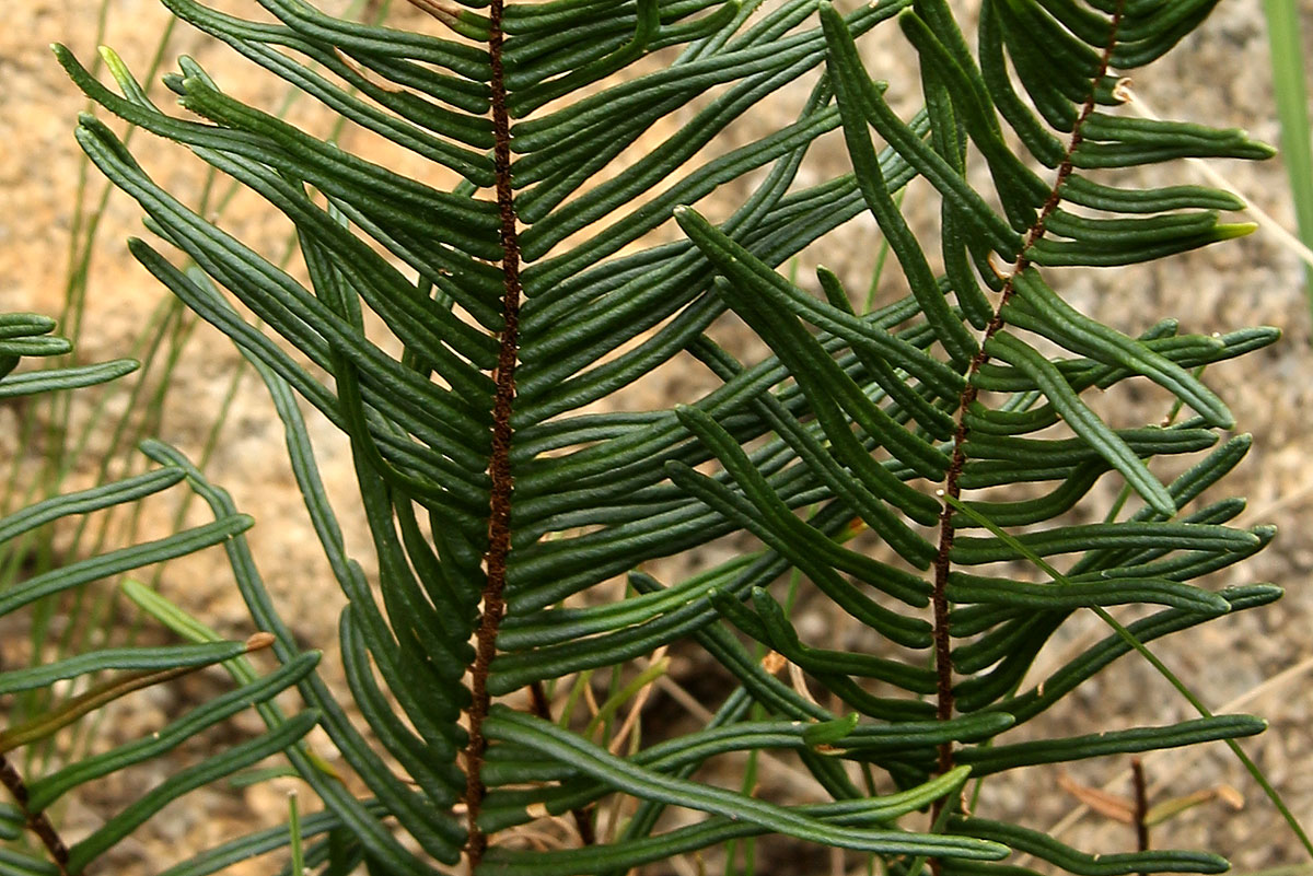 Pellaea pectiniformis Pellaea pectiniformis