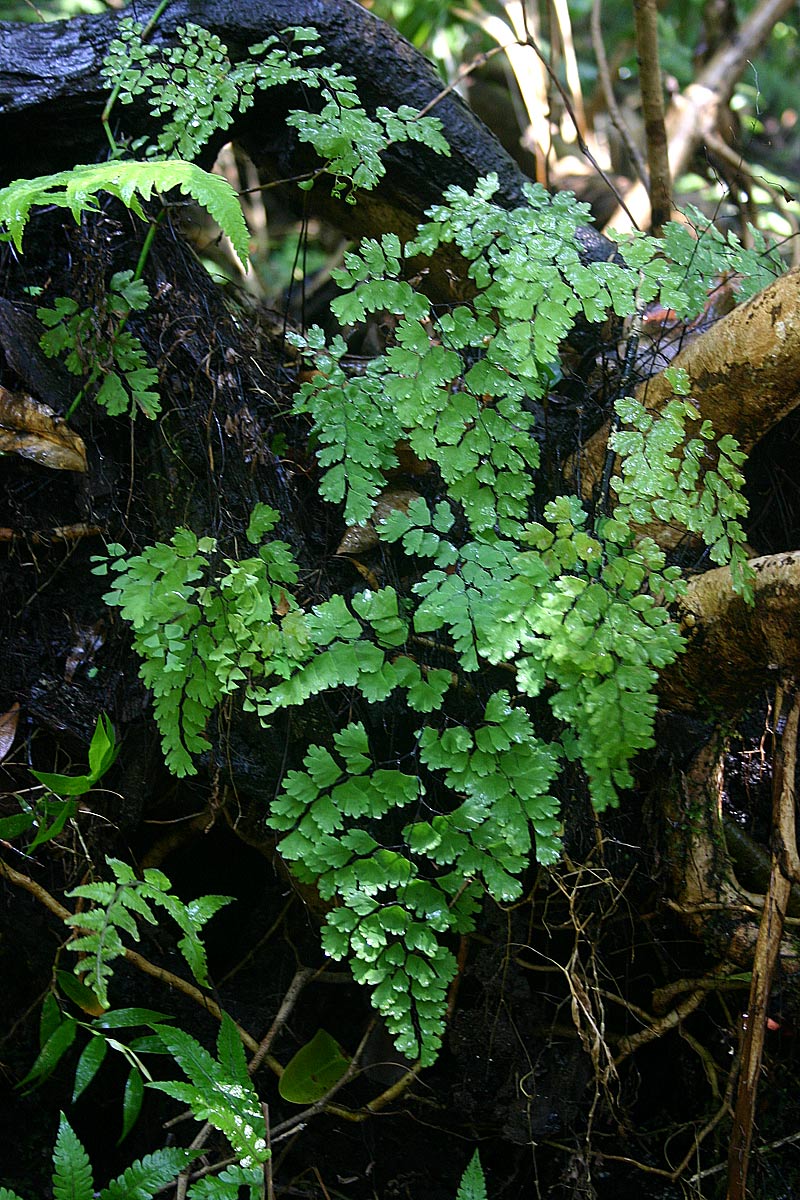 Adiantum capillus-veneris Adiantum capillus-veneris