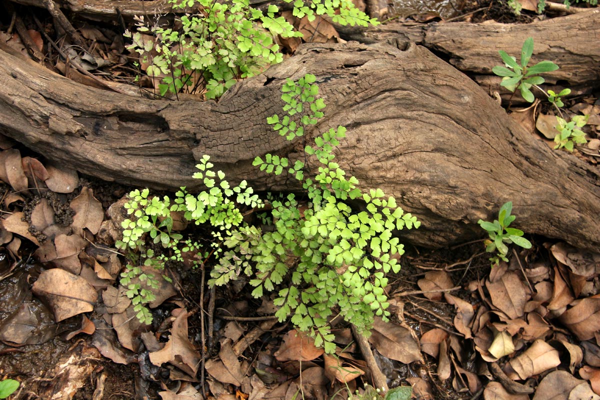 Adiantum capillus-veneris