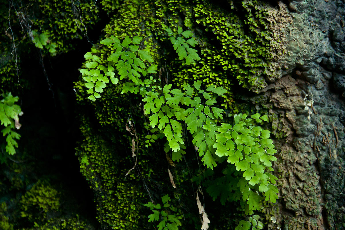 Adiantum capillus-veneris Adiantum capillus-veneris