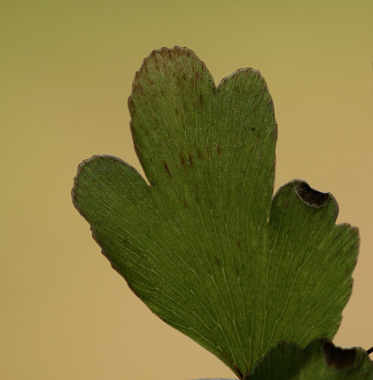Adiantum capillus-veneris Adiantum capillus-veneris