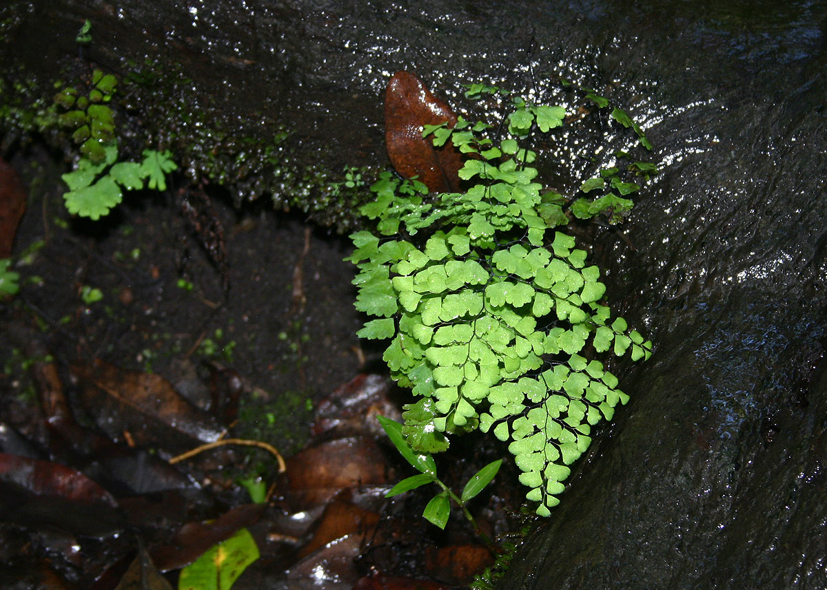 Adiantum capillus-veneris Adiantum capillus-veneris