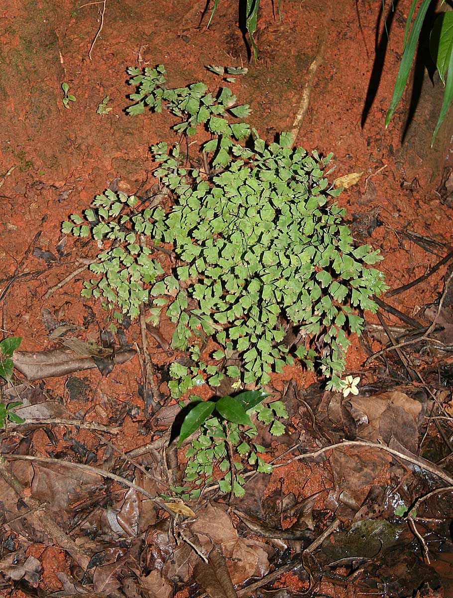 Adiantum capillus-veneris Adiantum capillus-veneris