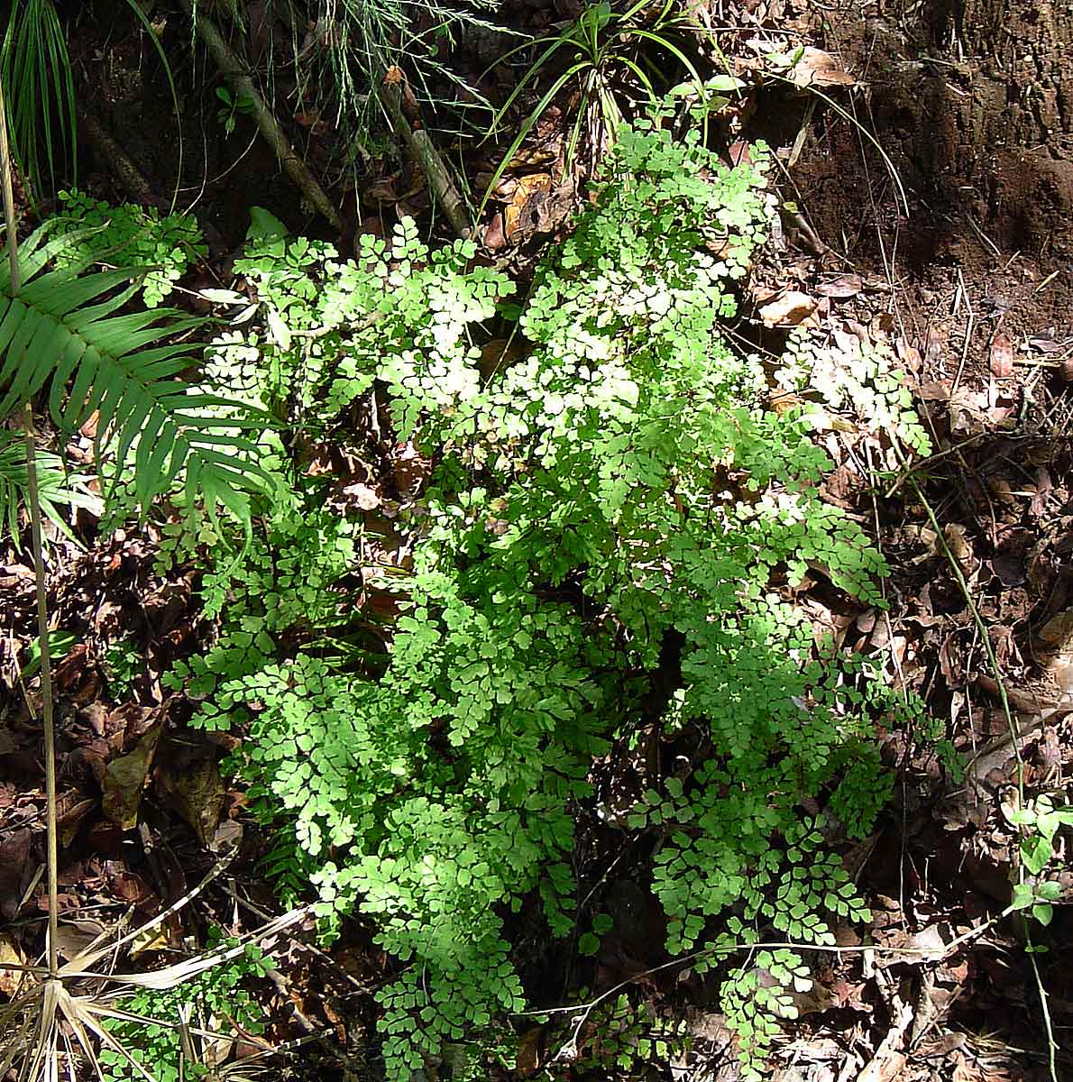 Adiantum capillus-veneris Adiantum capillus-veneris