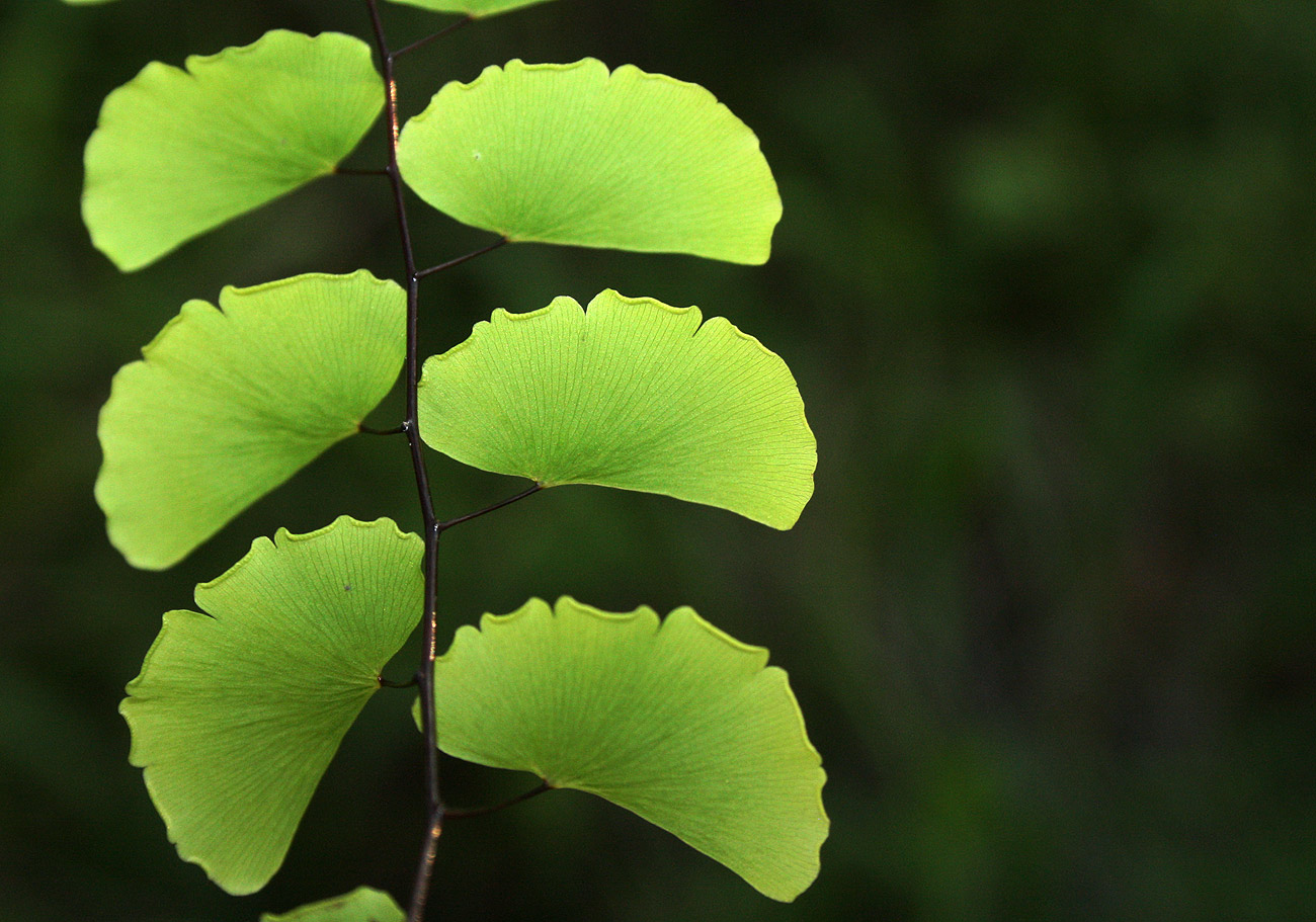 Adiantum lunulatum Adiantum lunulatum