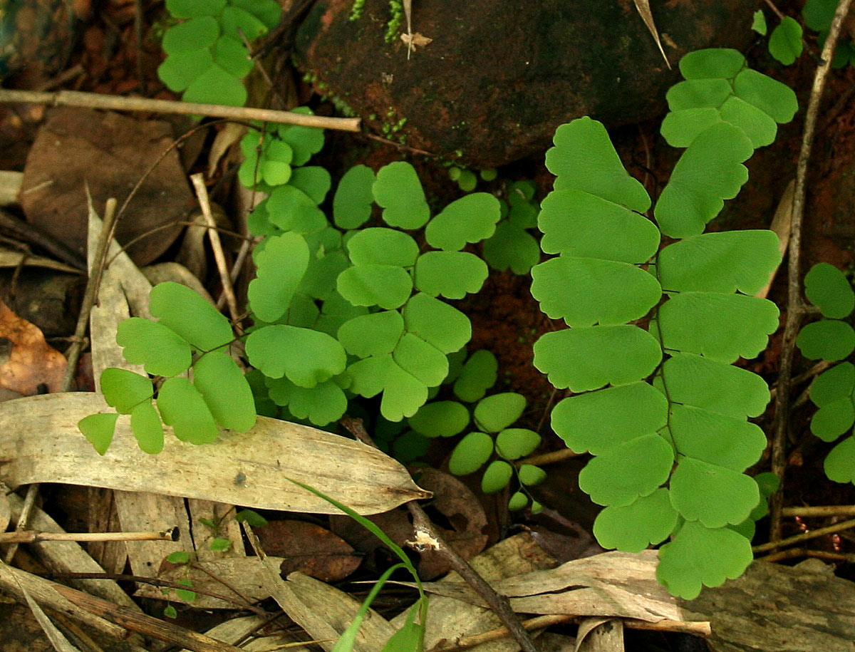 Adiantum lunulatum Adiantum lunulatum