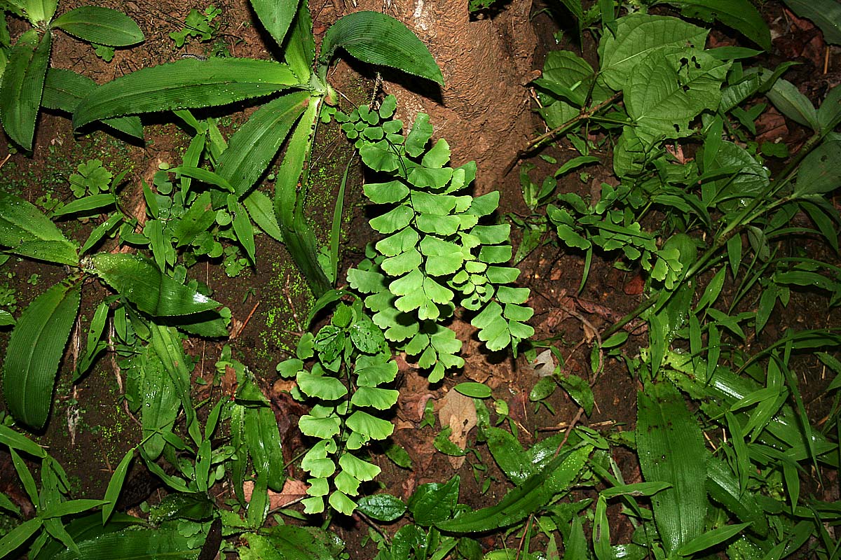 Adiantum lunulatum Adiantum lunulatum