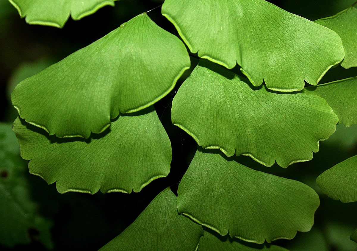 Adiantum lunulatum Adiantum lunulatum