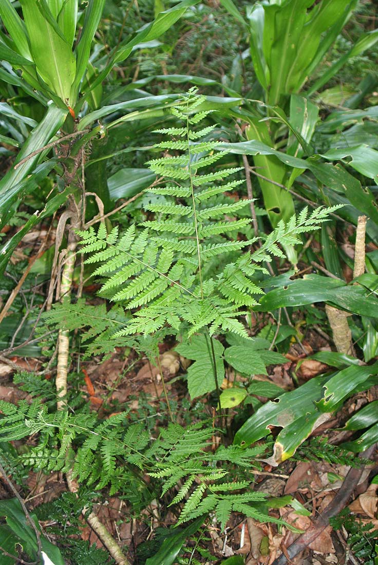 Pteris muricella Pteris muricella