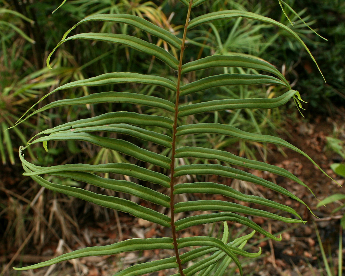 Pteris vittata Pteris vittata