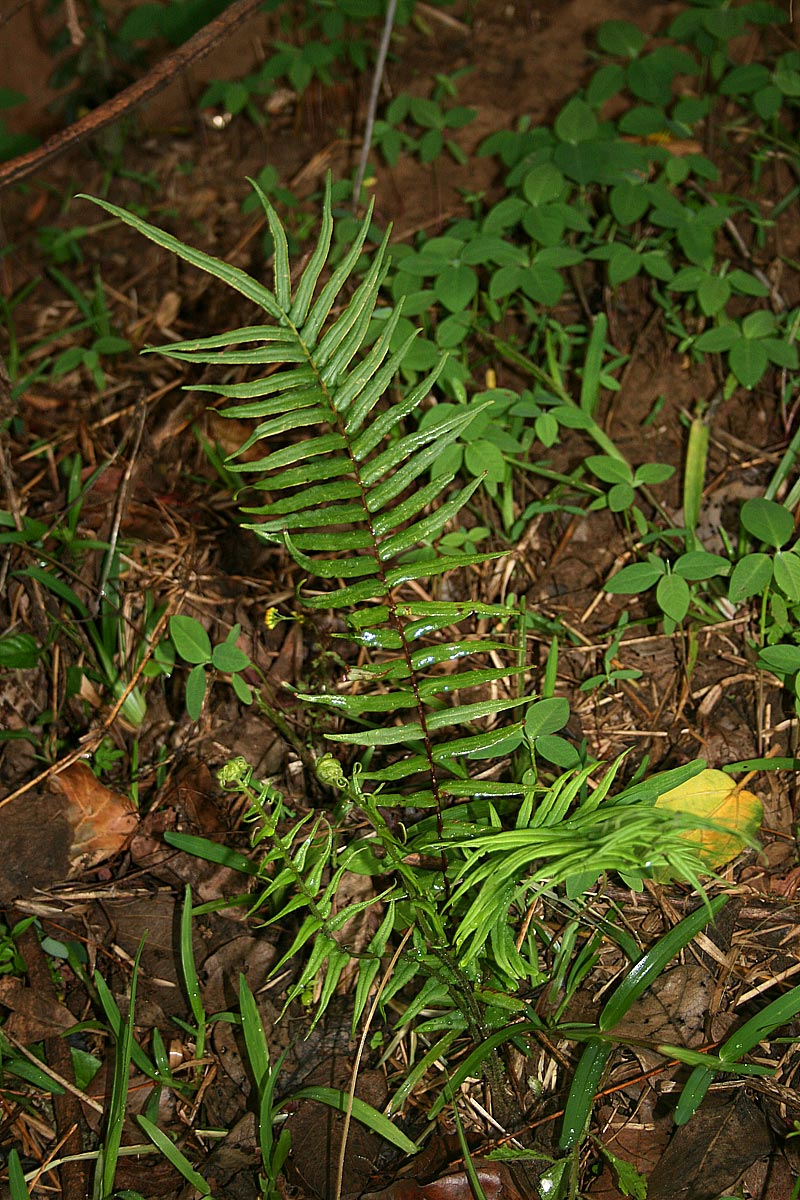 Pteris vittata Pteris vittata