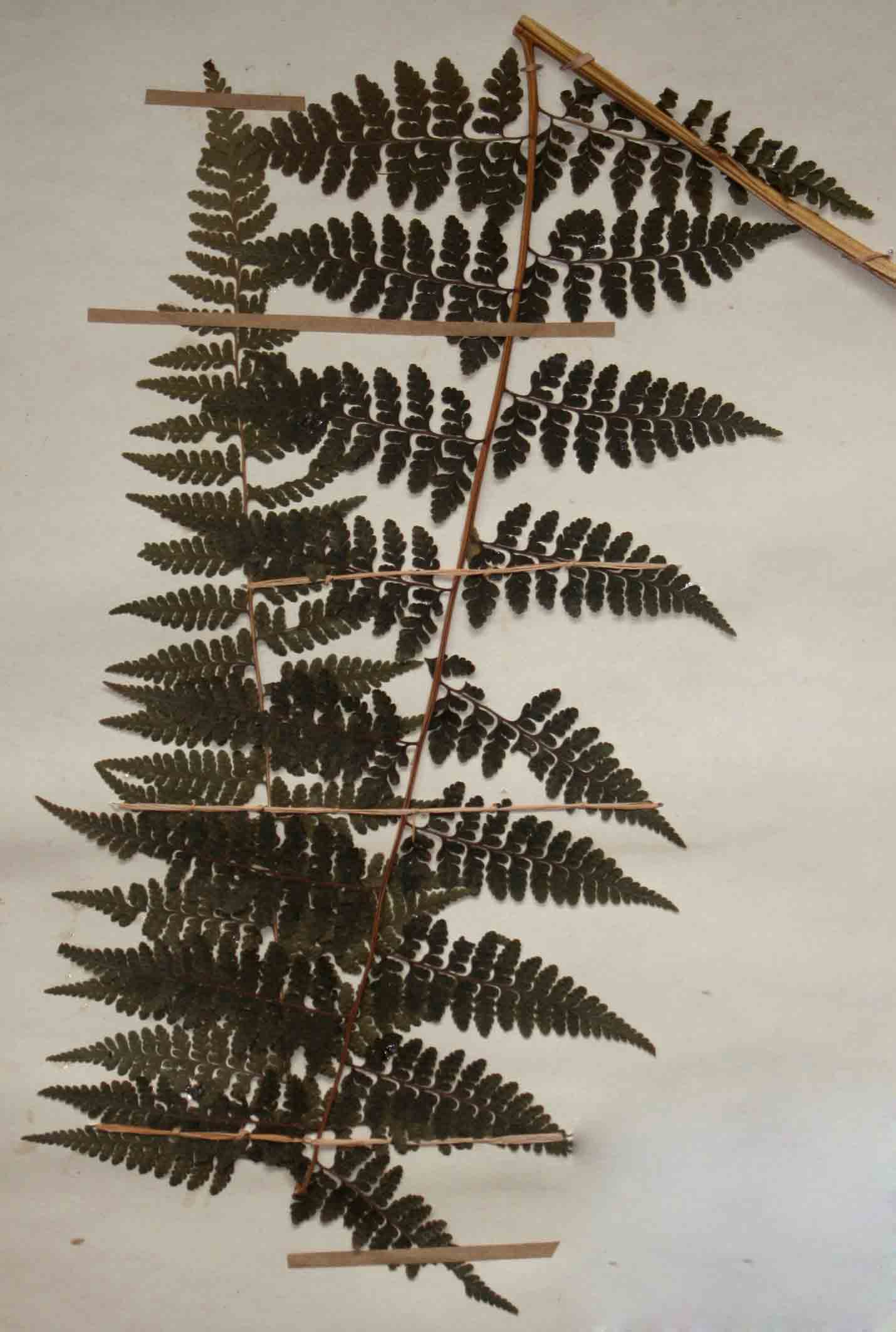 Microlepia speluncae