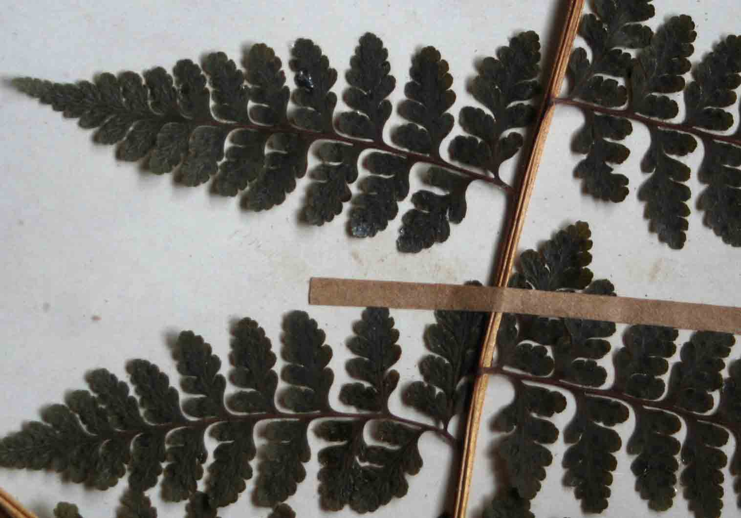 Microlepia speluncae