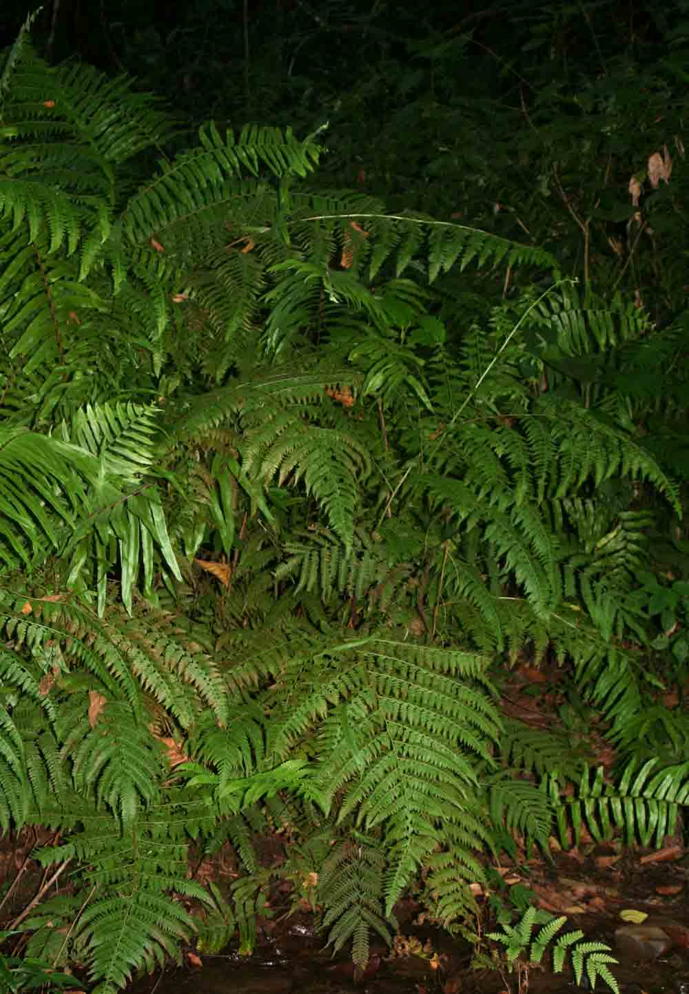 Microlepia speluncae