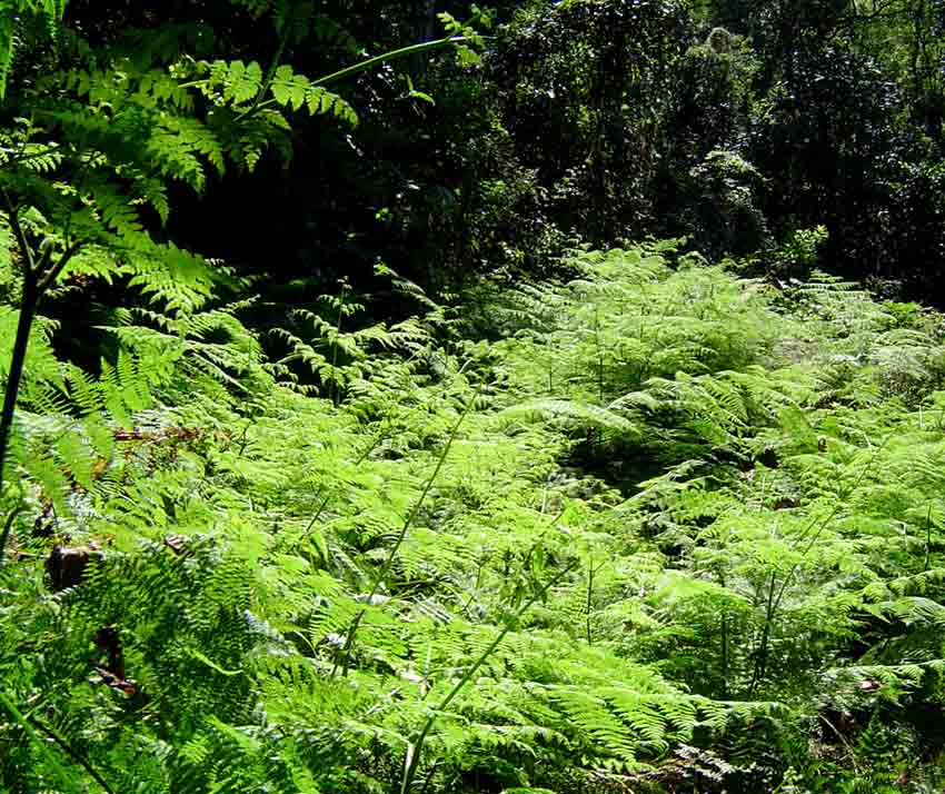 Hypolepis sparsisora Hypolepis sparsisora