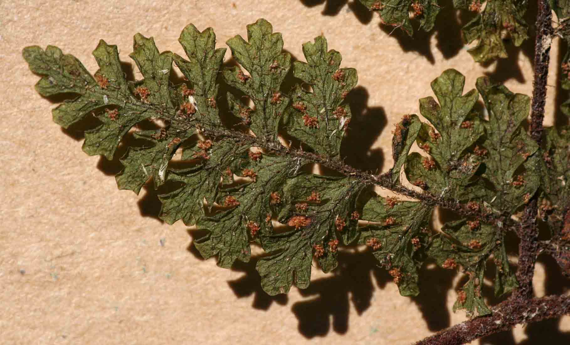 Hypolepis sparsisora