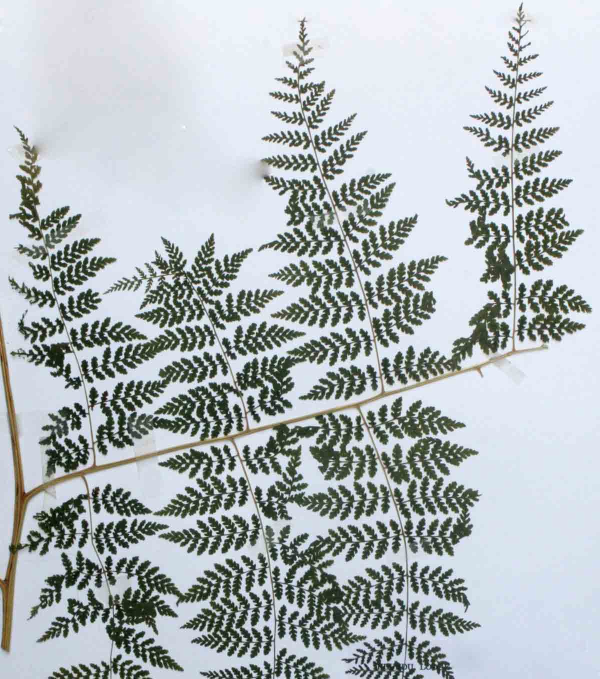 Hypolepis sparsisora Hypolepis sparsisora