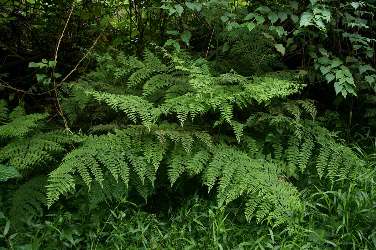 Hypolepis sparsisora Hypolepis sparsisora